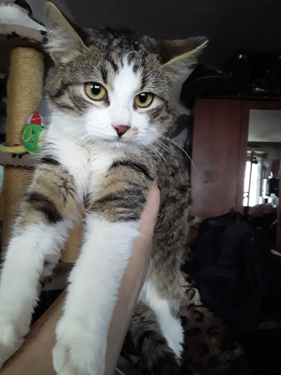 Найдена кошка в Красногорске — фото объявления