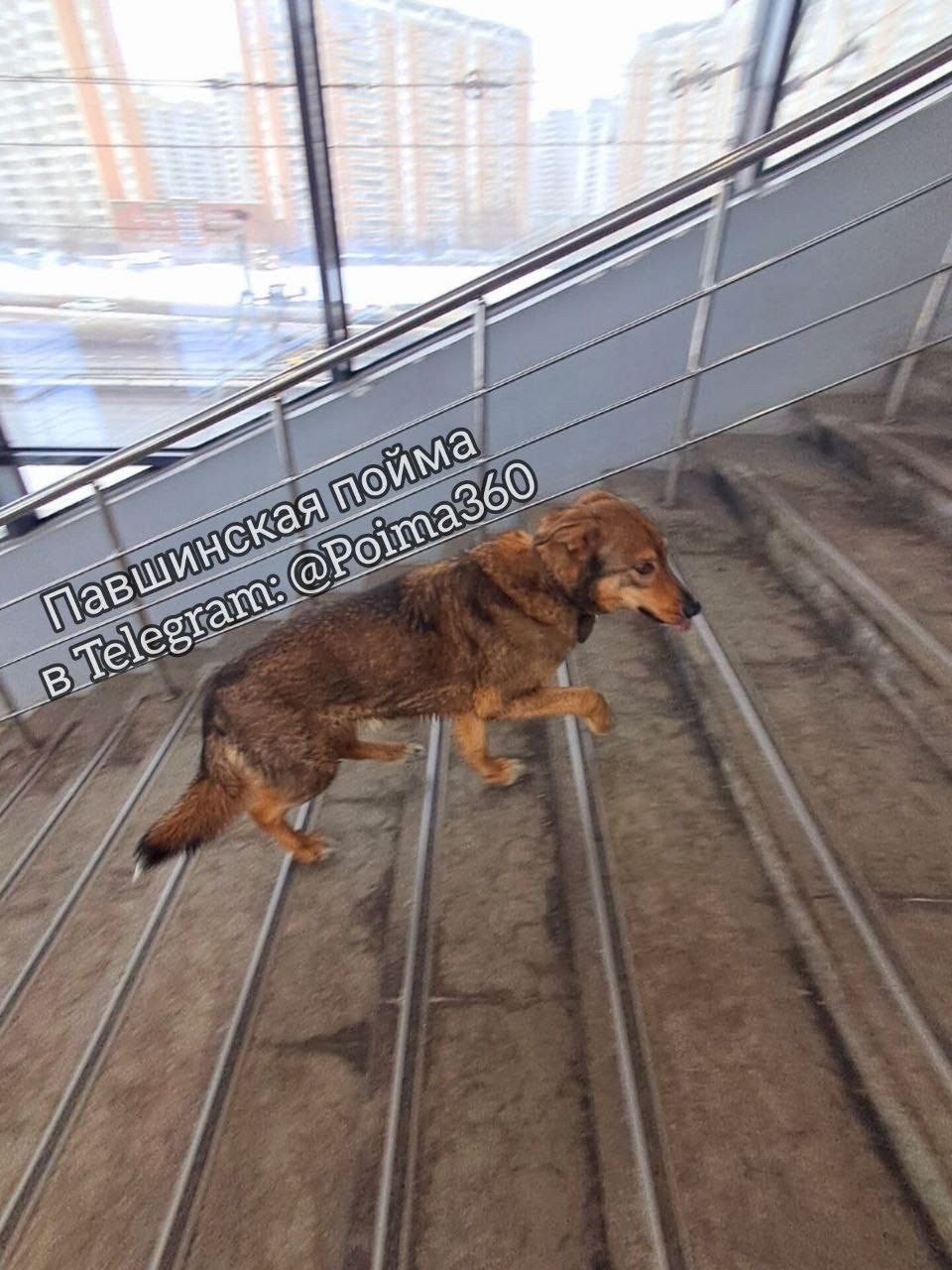 Пропала собака в Красногорске — фото объявления