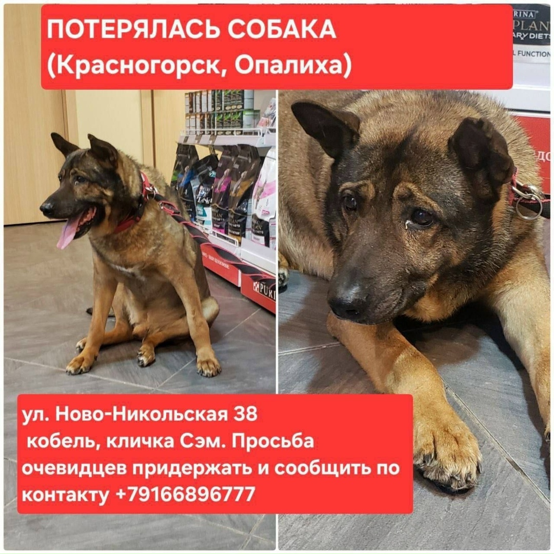Пропала собака в Красногорске — фото объявления
