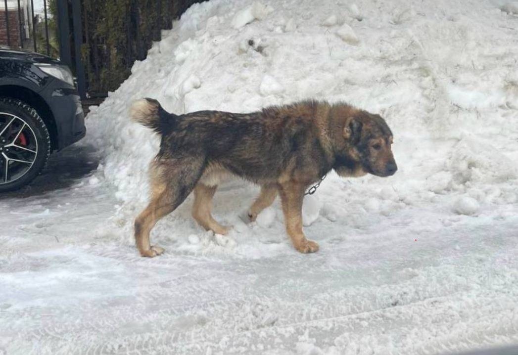Пропала собака в Красногорске — фото объявления