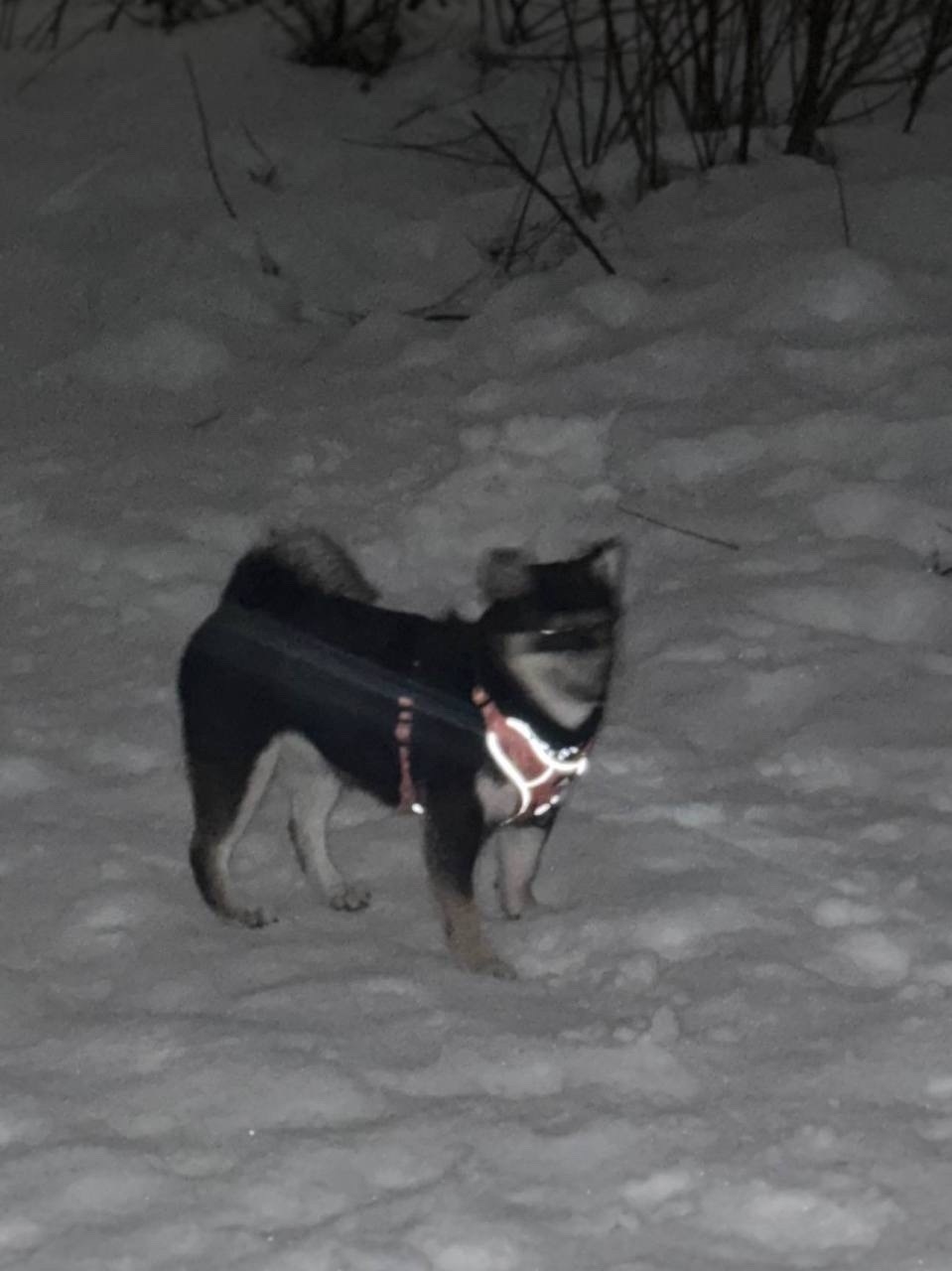 Пропала собака в Красногорске — фото объявления