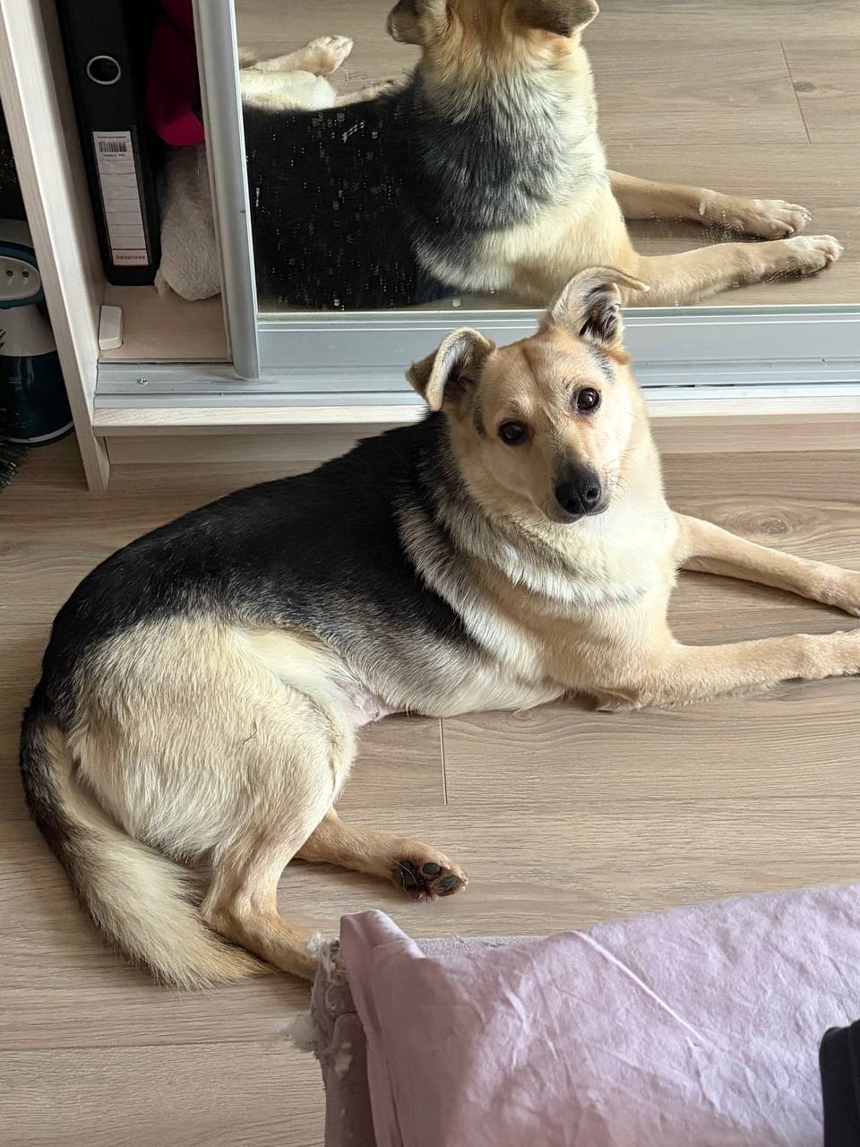 Найдена собака в Красногорске — фото объявления