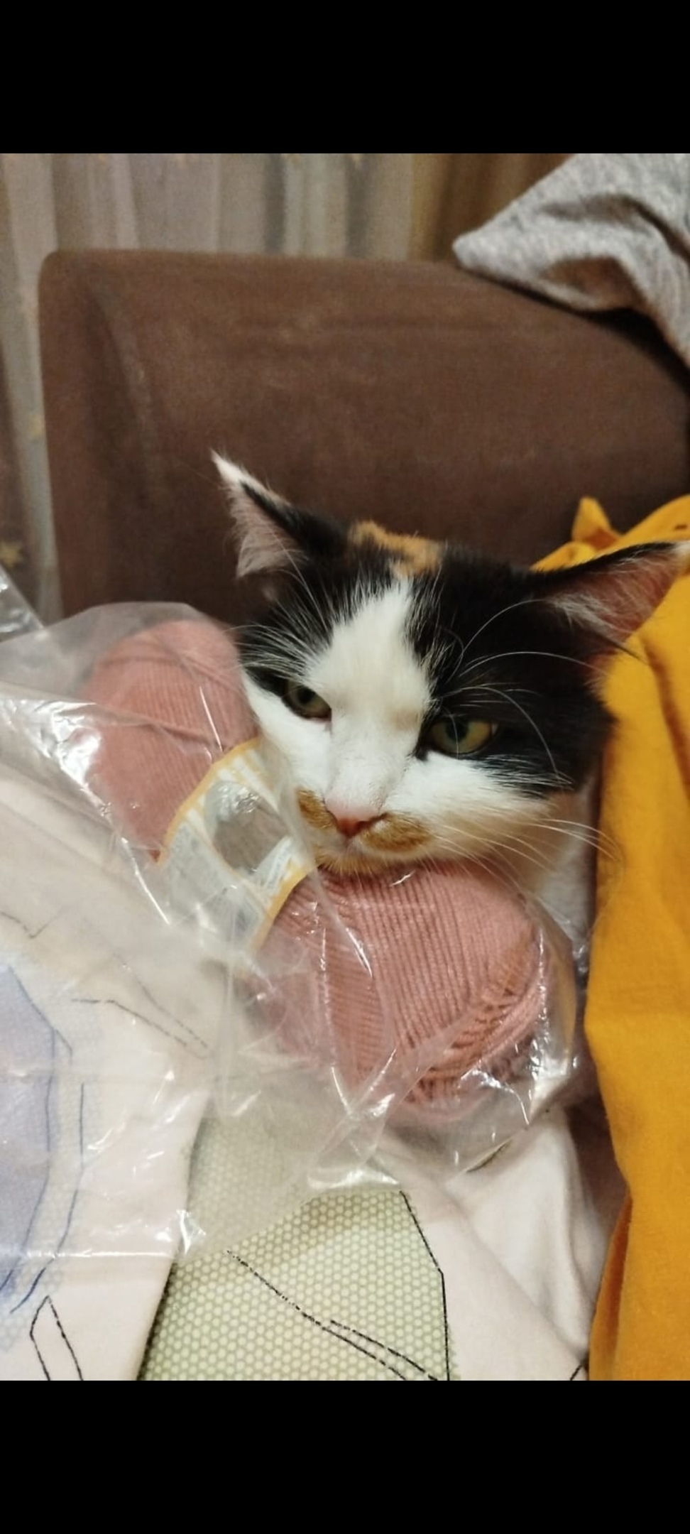 Пропала кошка в Красногорске — фото объявления