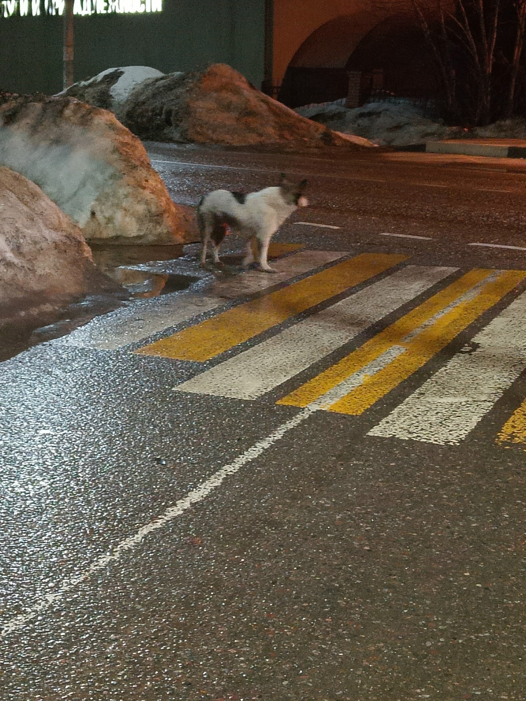 Пропала собака в Красногорске — фото объявления