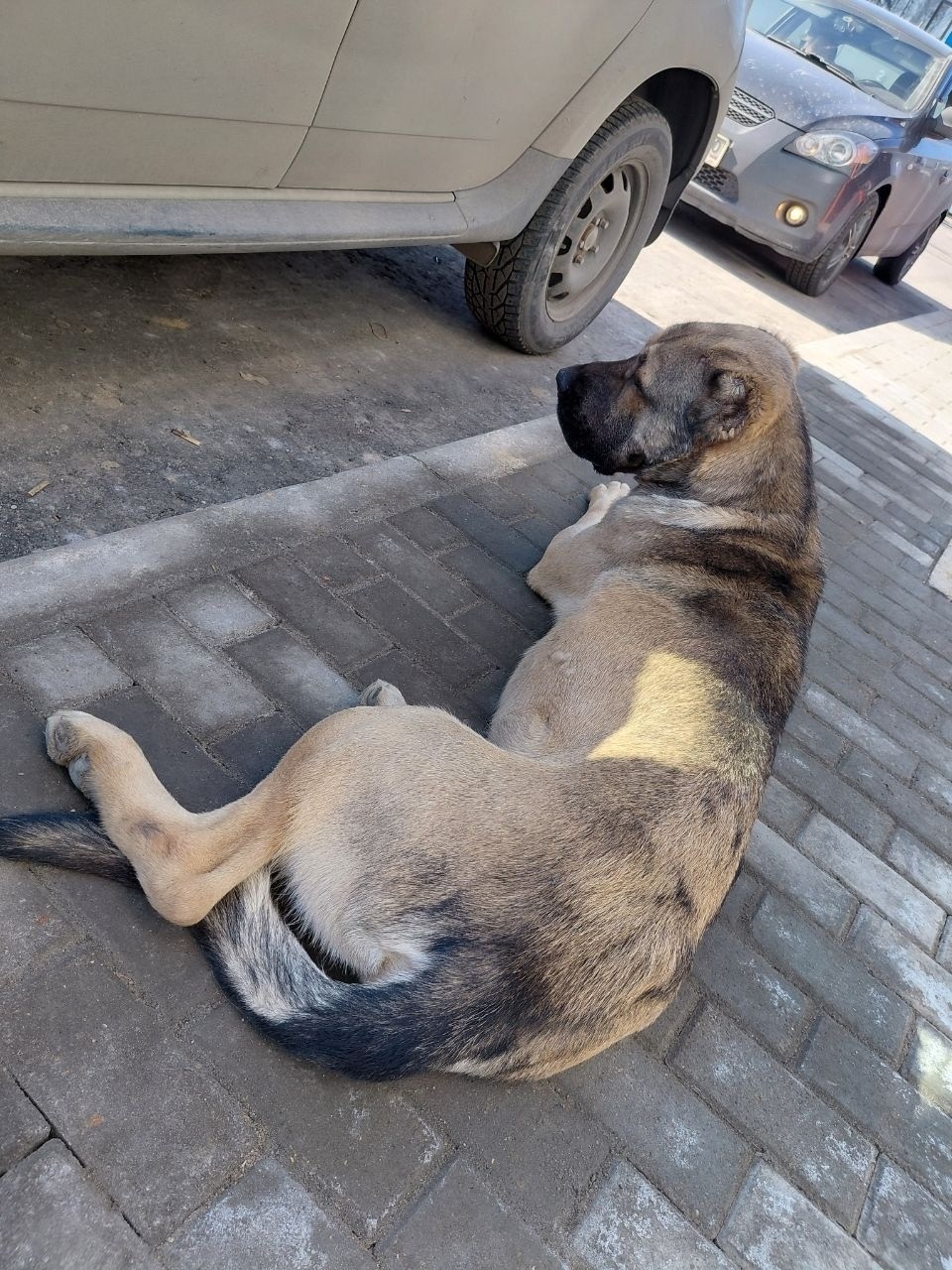 Найдена собака в Красногорске — фото объявления