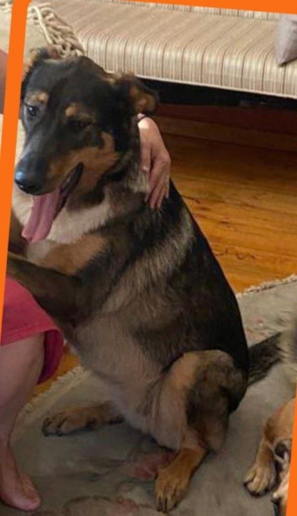 Найдена собака в Красногорске — фото объявления