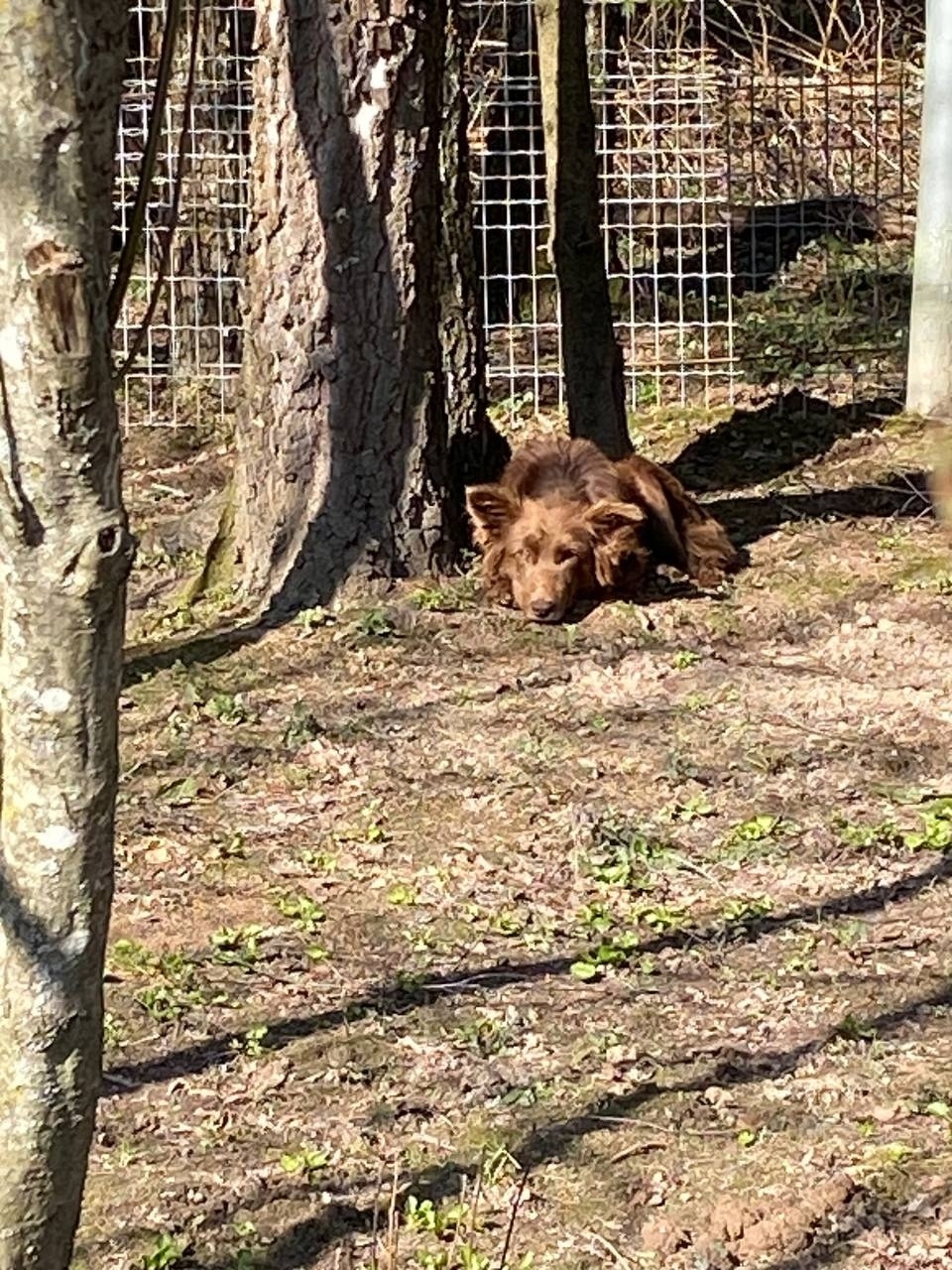 Найдена собака в Красногорске — фото объявления
