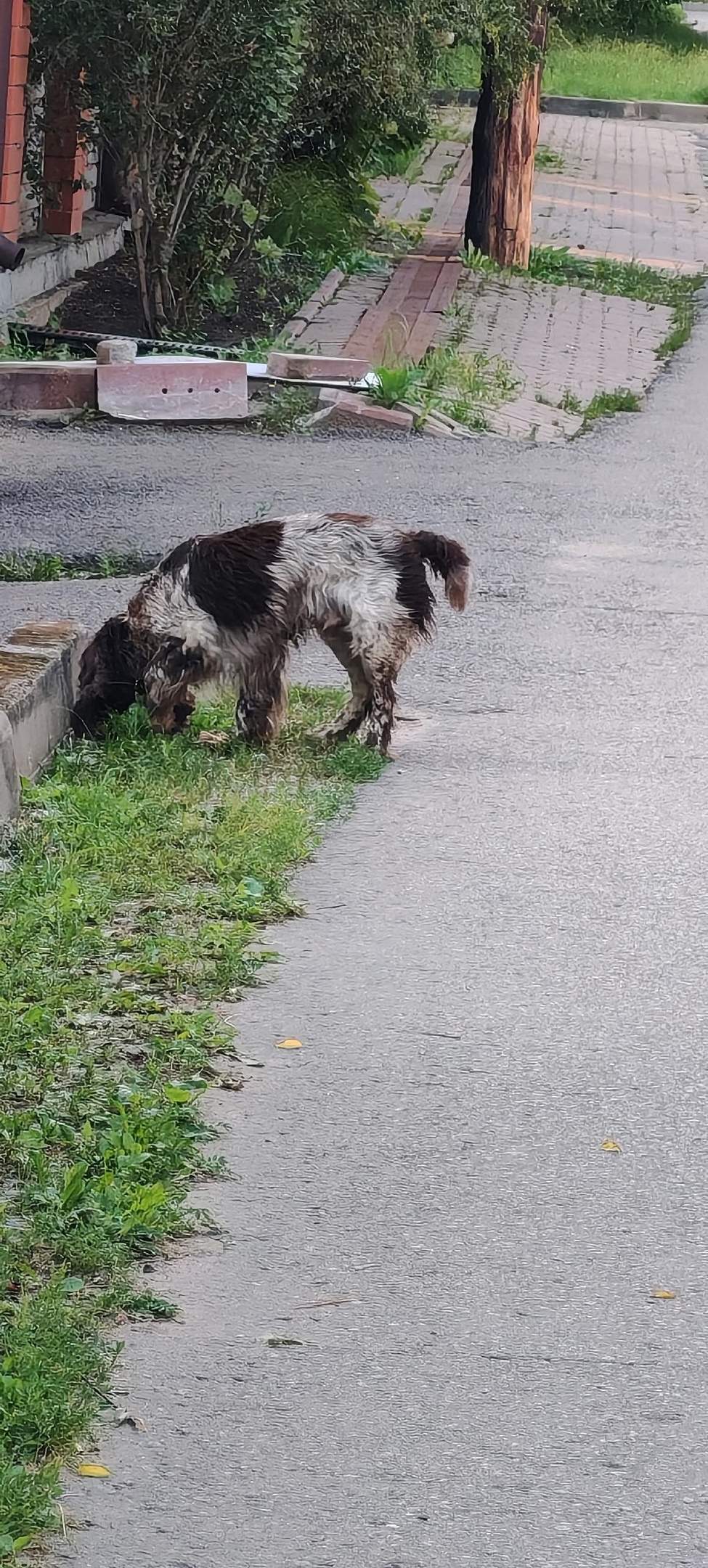 Пропала собака в Красногорске — фото объявления