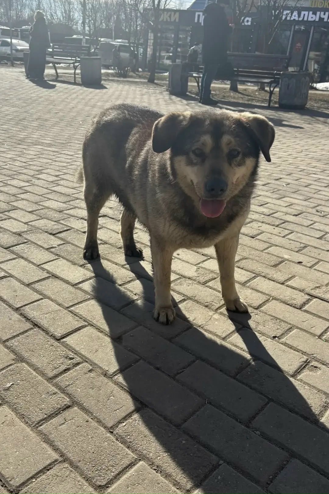 Пропала собака в Красногорске — фото объявления