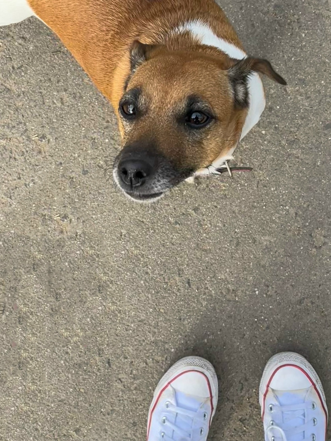 Пропала собака в Красногорске — фото объявления