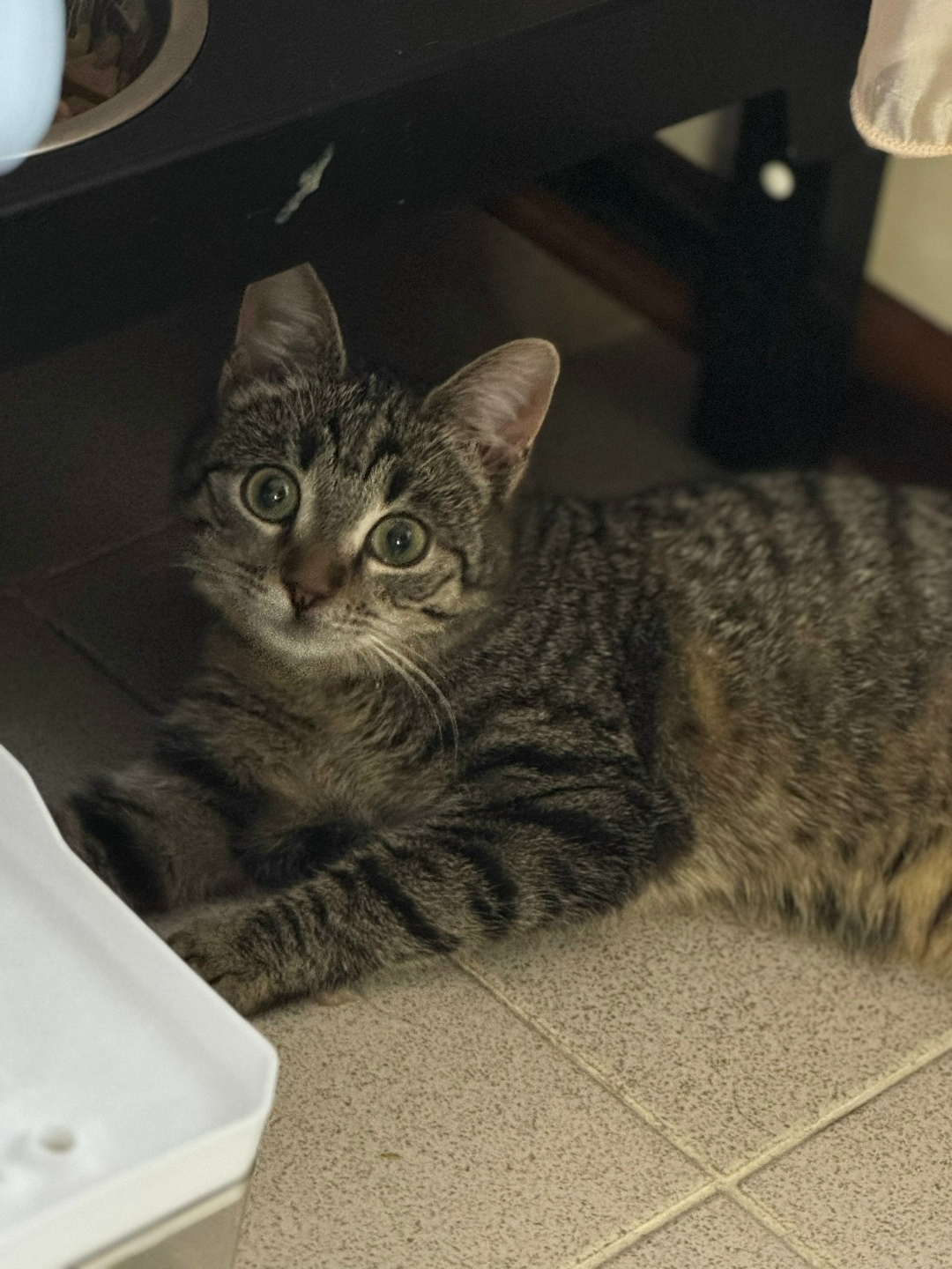 Найдена кошка в Красногорске — фото объявления