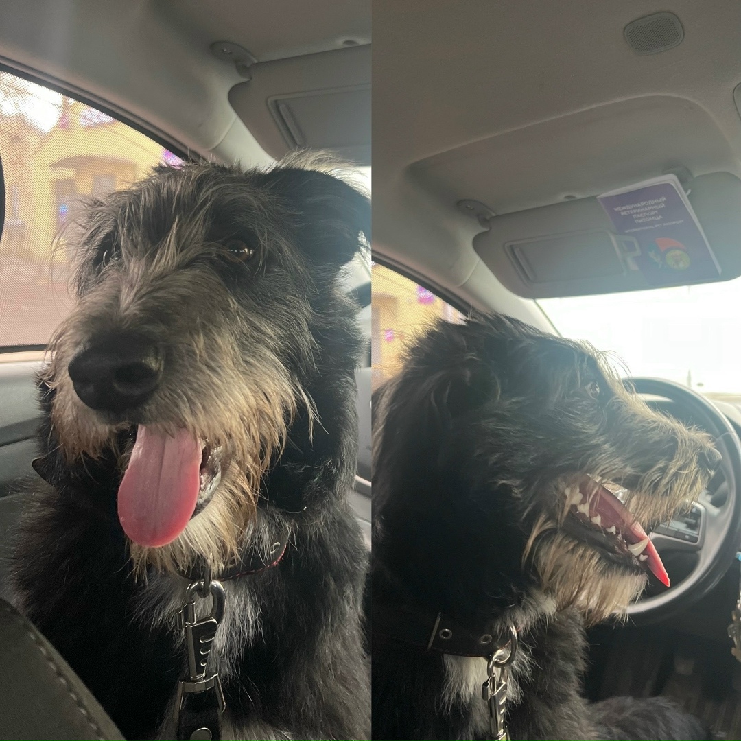 Пропала собака в Красногорске — фото объявления