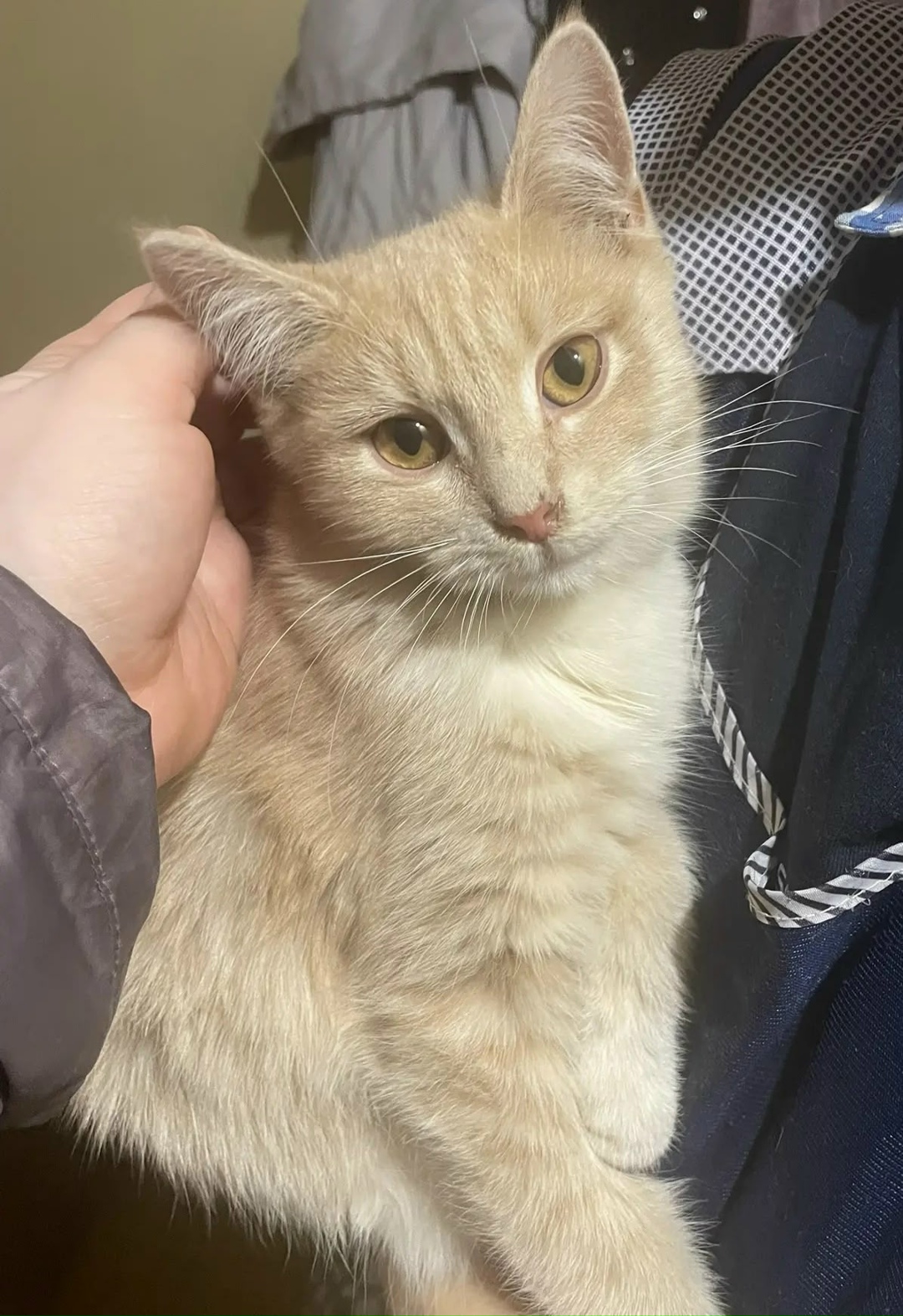 Найдена кошка в Красногорске — фото объявления