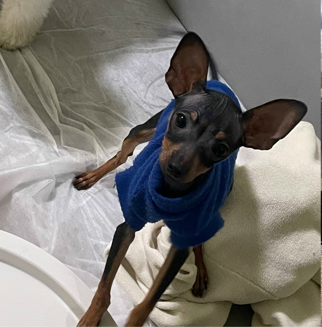 Пропала собака в Красногорске — фото объявления