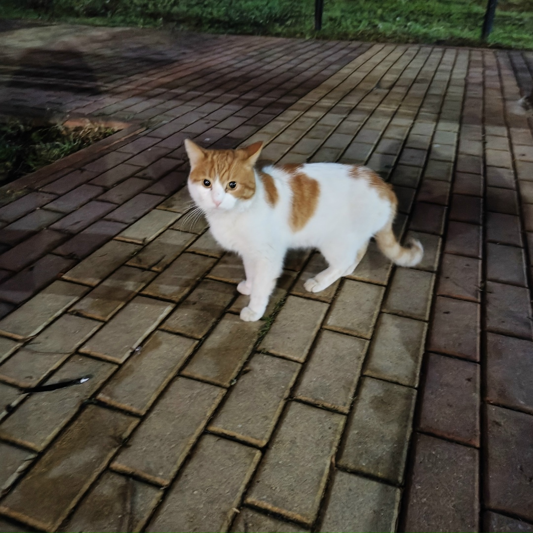 Пропала кошка в Красногорске — фото объявления