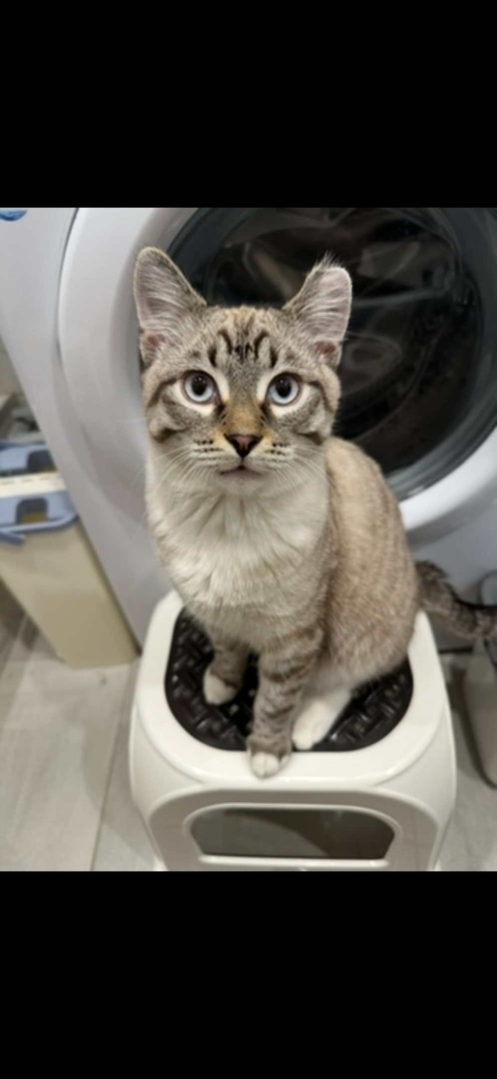 Пропала кошка в Красногорске — фото объявления