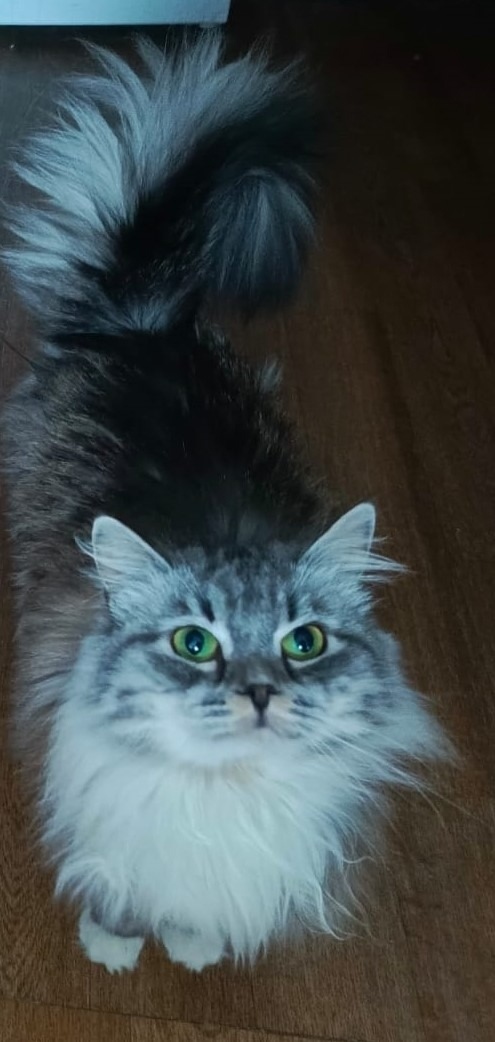 Пропала кошка в Красногорске — фото объявления