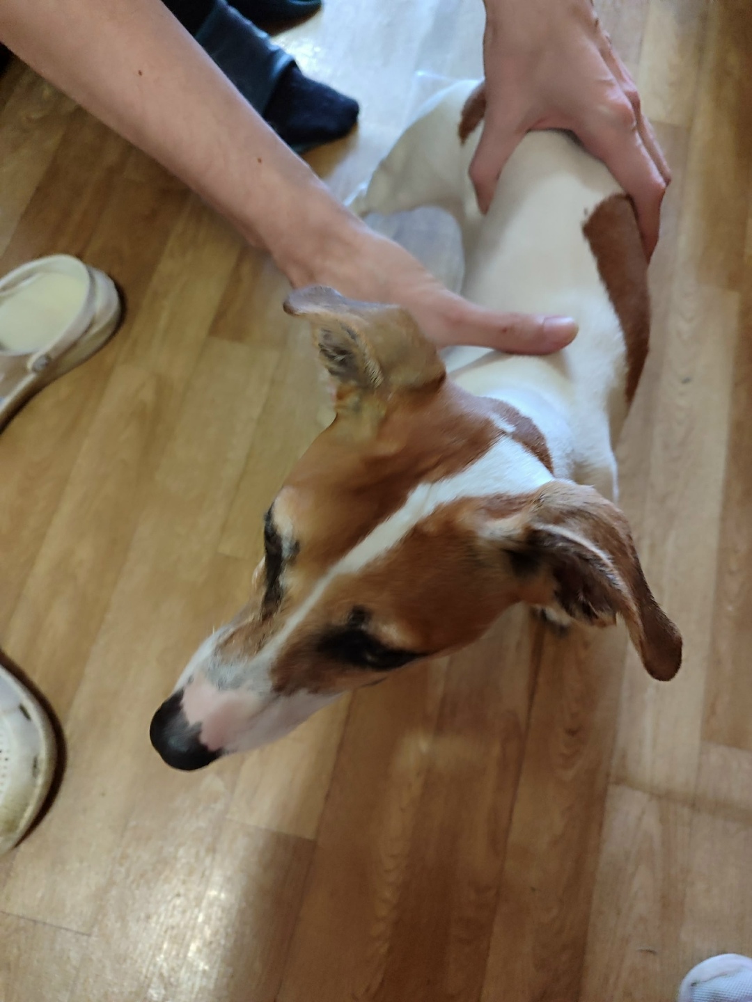 Найдена собака в Красногорске — фото объявления