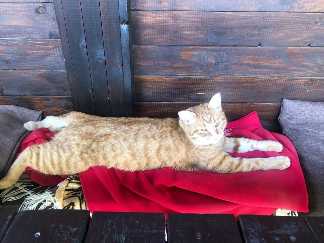 Пропала кошка в Красногорске — фото объявления