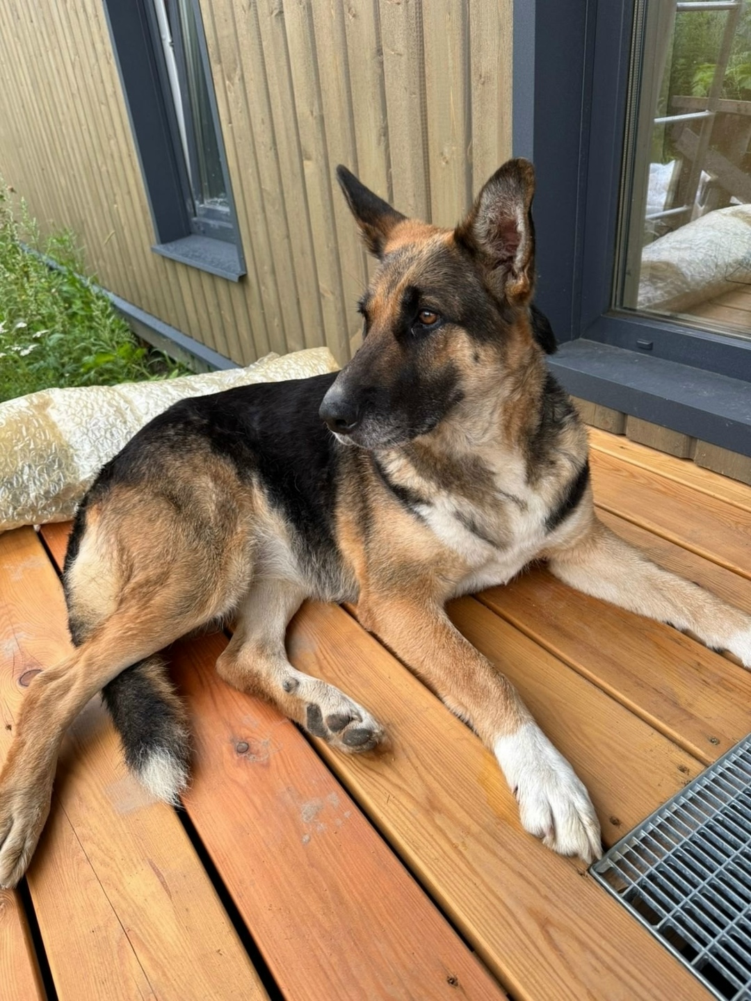 Найдена собака в Красногорске — фото объявления