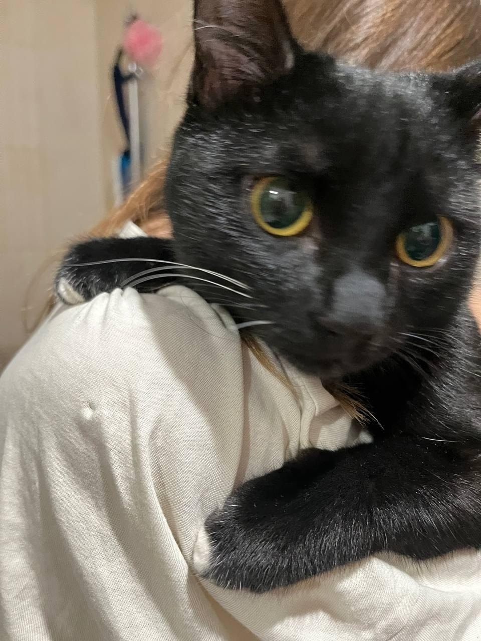 Найдена кошка в Красногорске — фото объявления