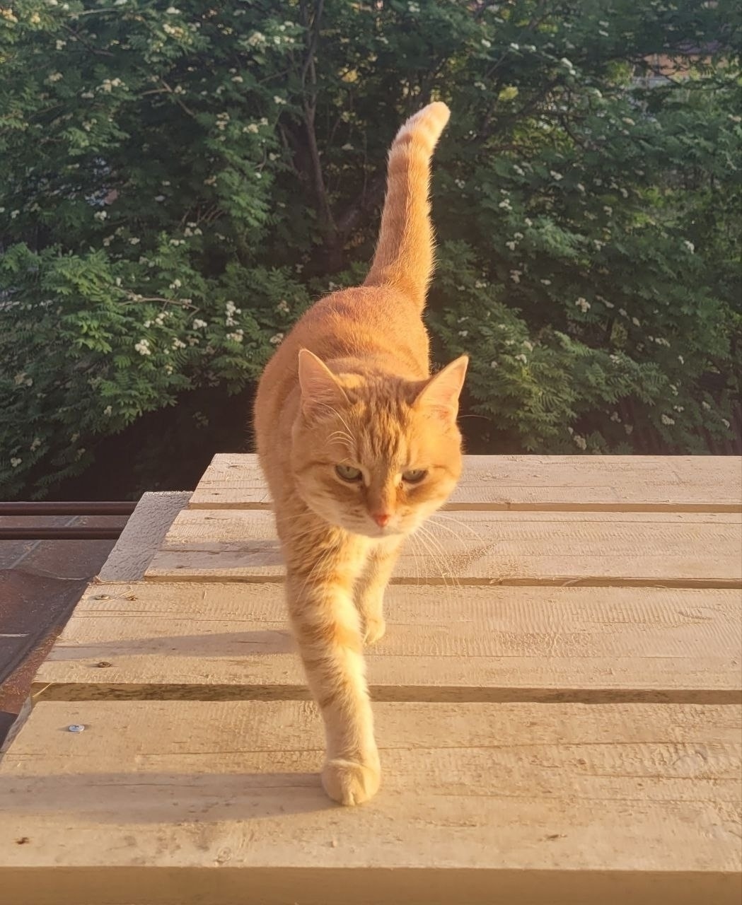 Пропала собака в Красногорске — фото объявления