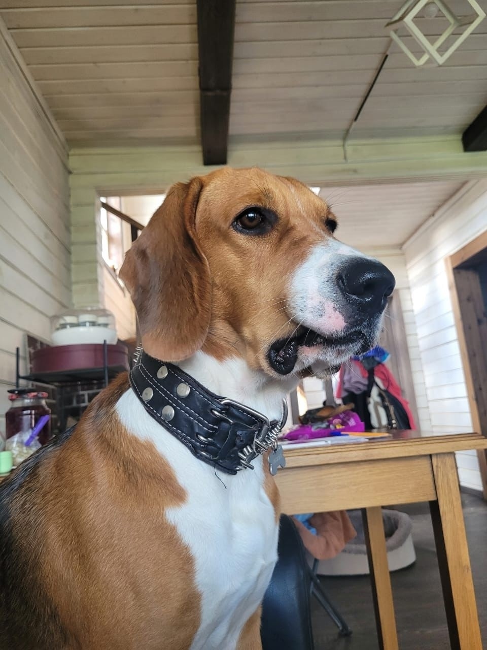 Пропала собака в Красногорске — фото объявления