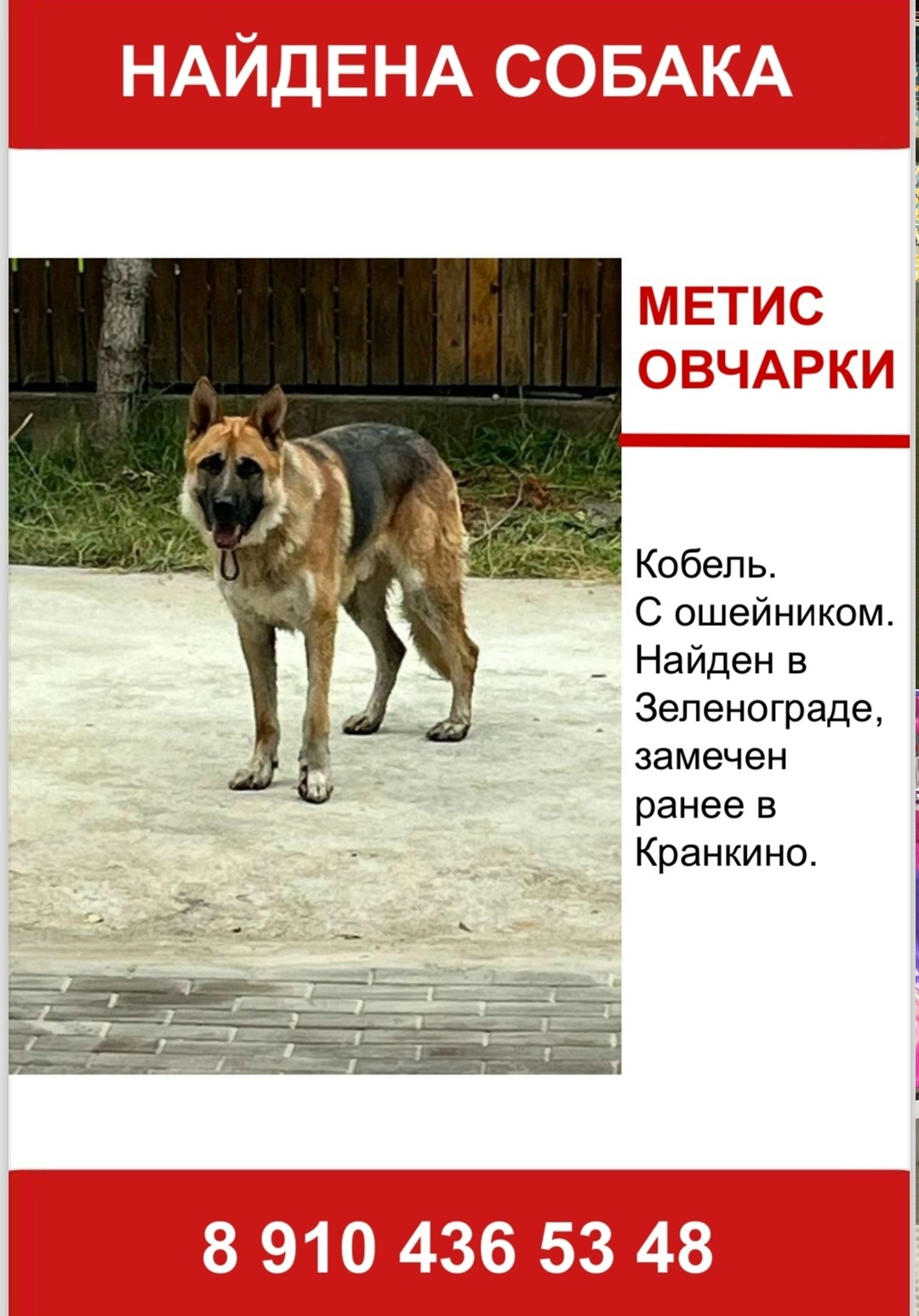 Найдена собака в Красногорске — фото объявления