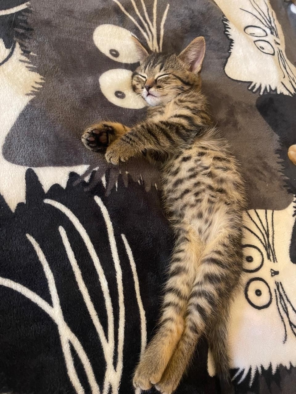 Найдена кошка в Красногорске — фото объявления