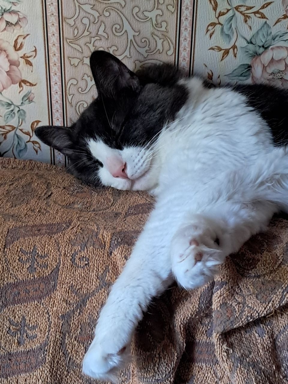 Пропала кошка в Красногорске — фото объявления