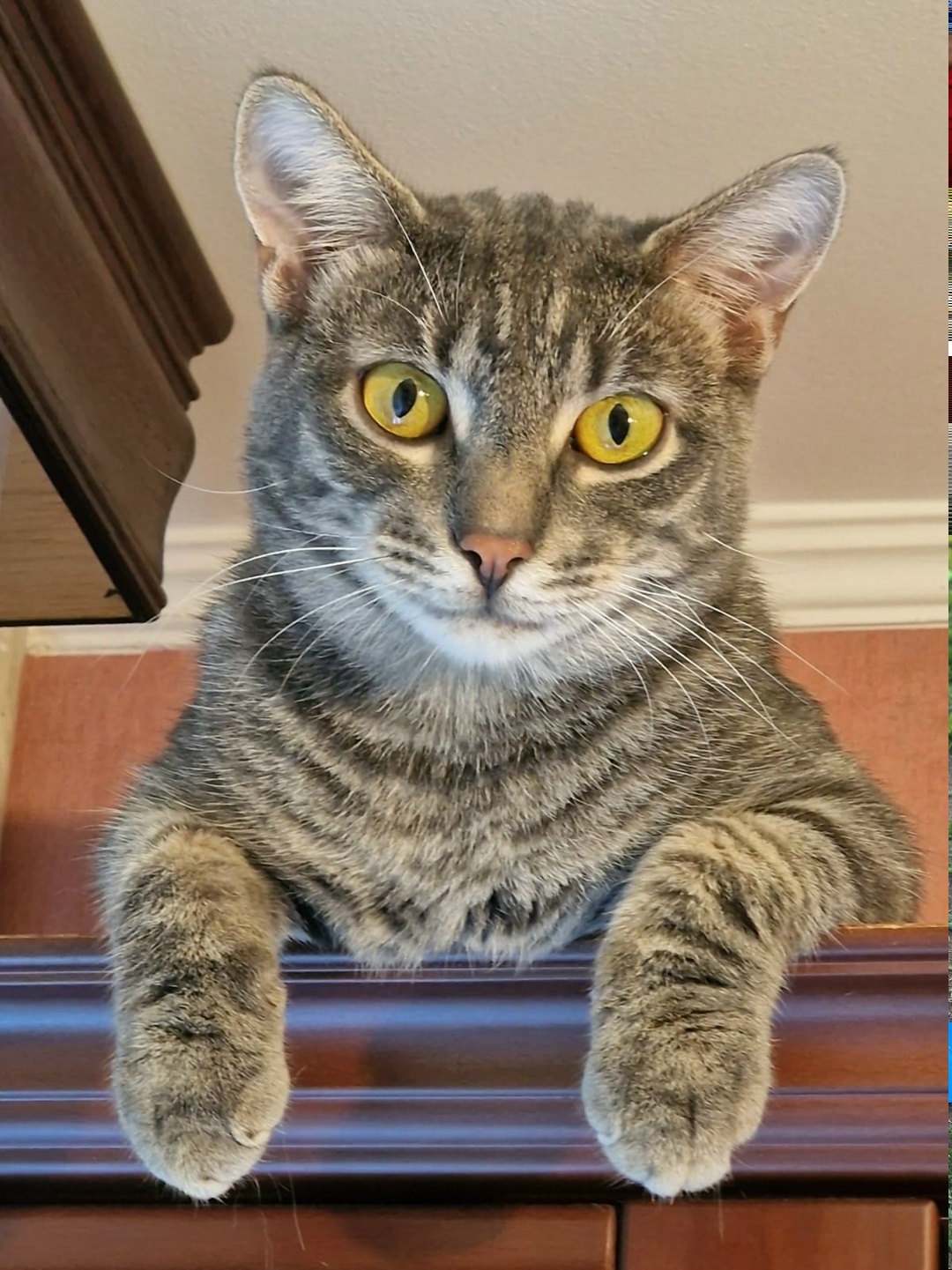 Пропала кошка в Красногорске — фото объявления