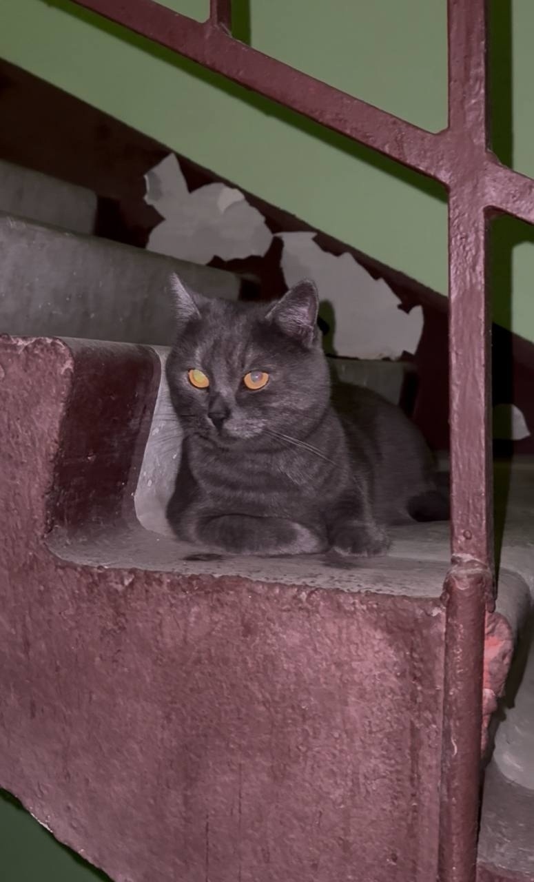 Найдена кошка в Красногорске — фото объявления