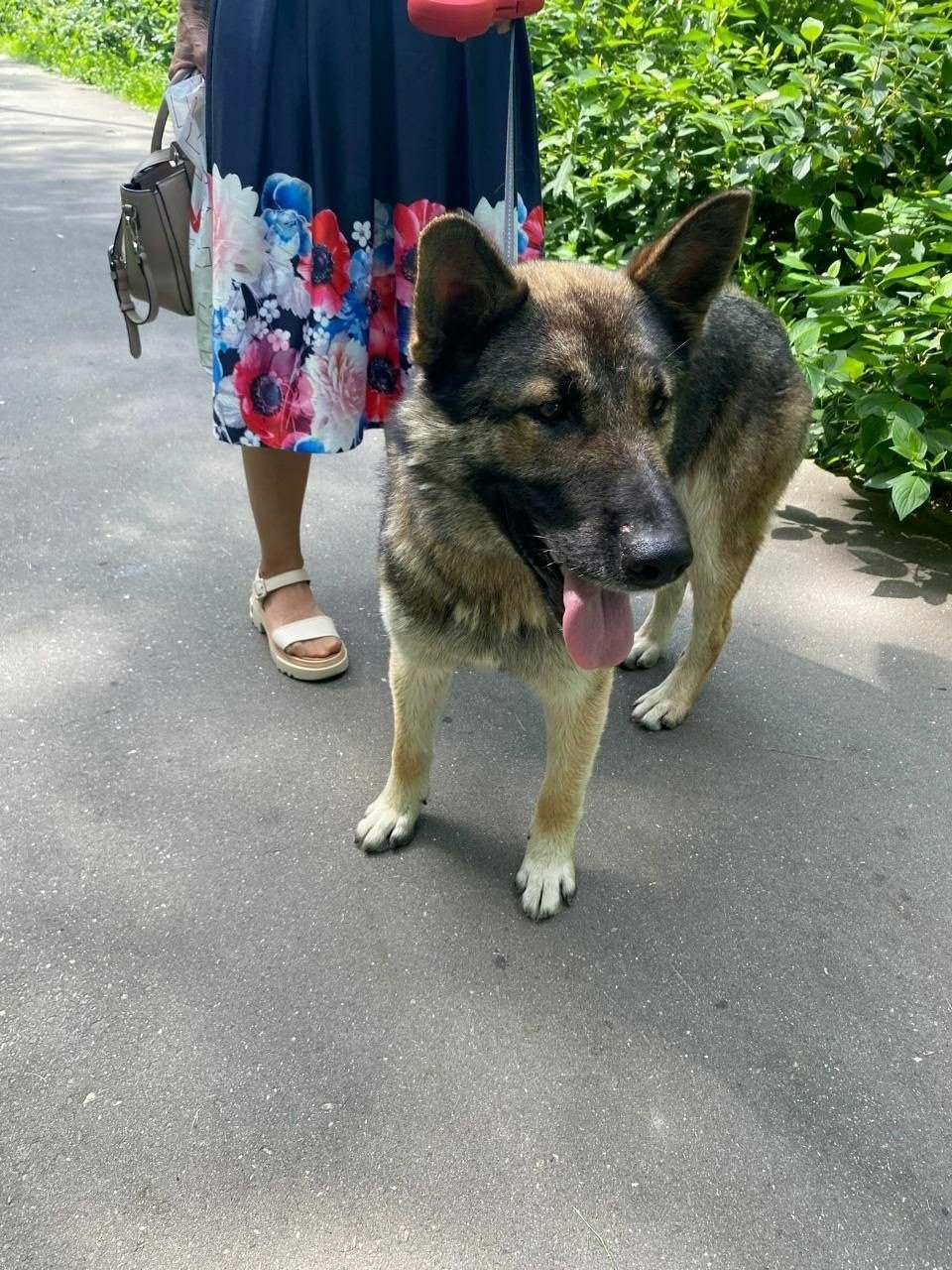 Пропала собака в Красногорске — фото объявления