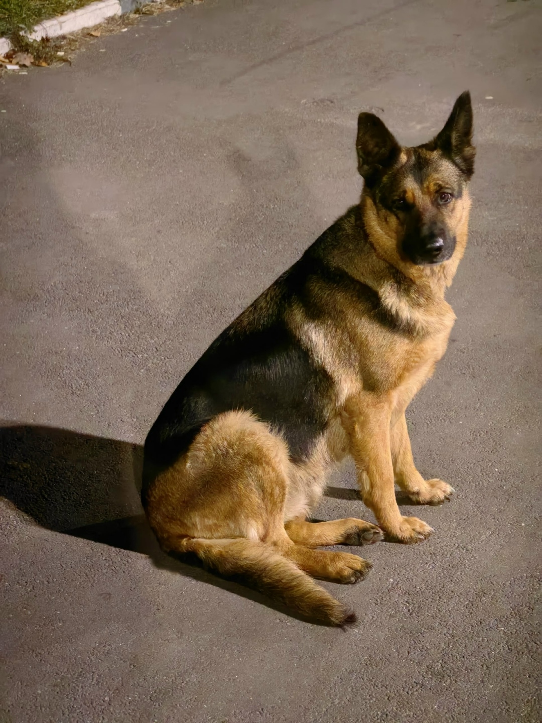 Найдена собака в Электростали — фото объявления