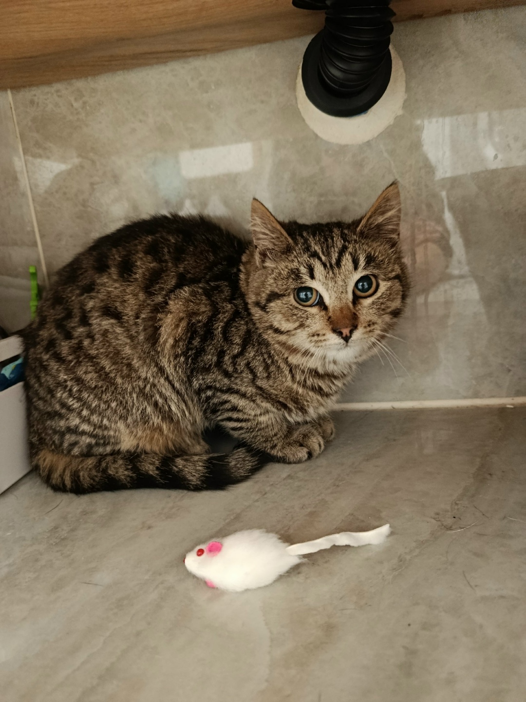 Найдена кошка в Электростали — фото объявления