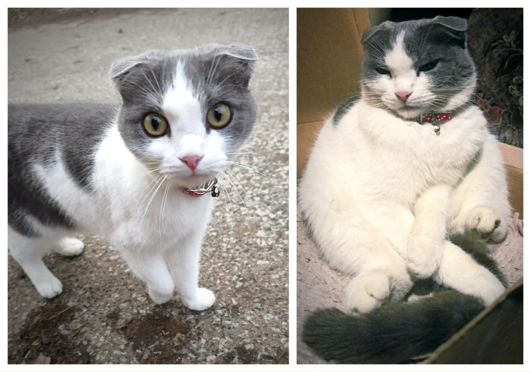 Найдена кошка в Электростали — фото объявления