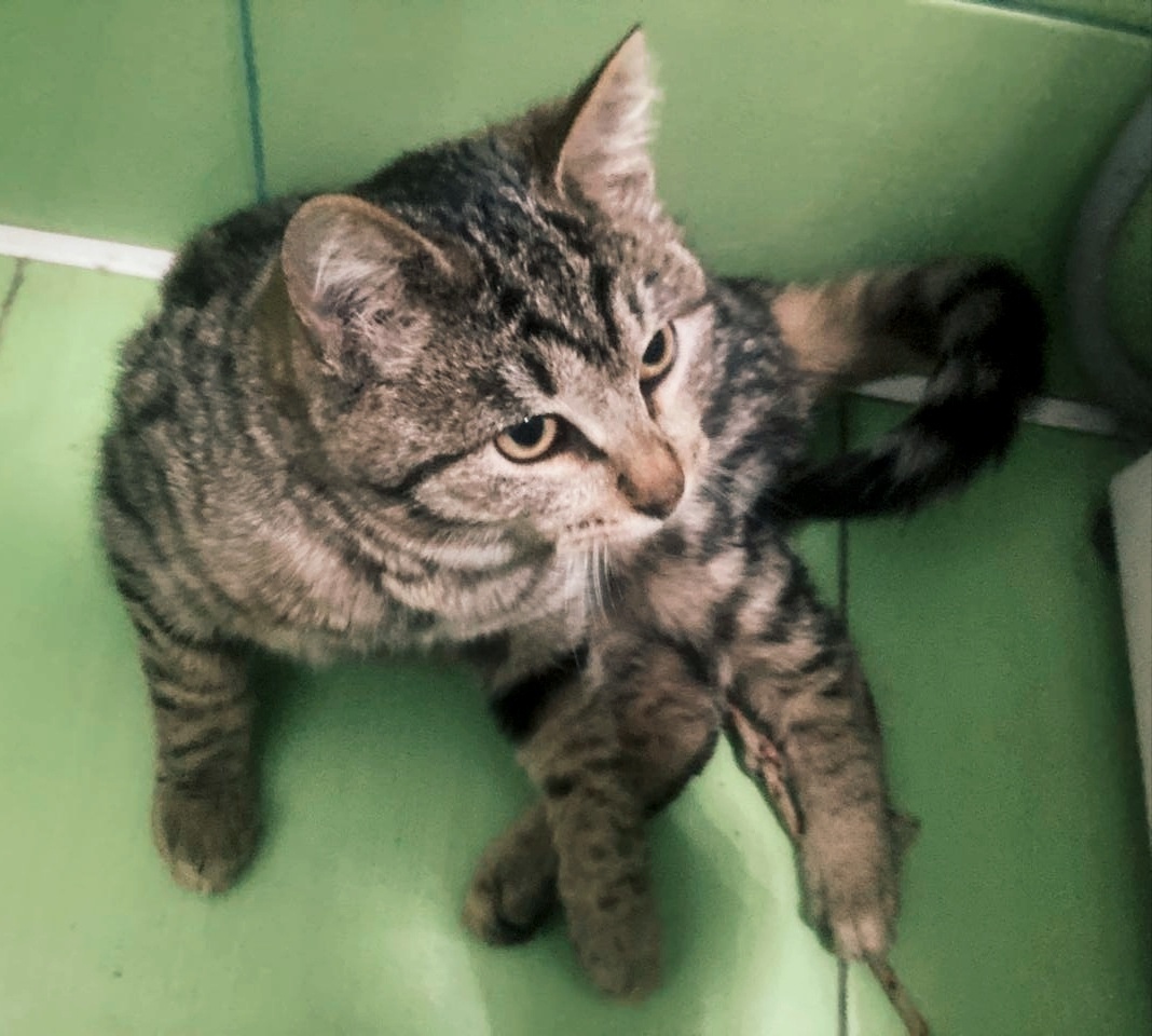 Найдена собака в Электростали — фото объявления