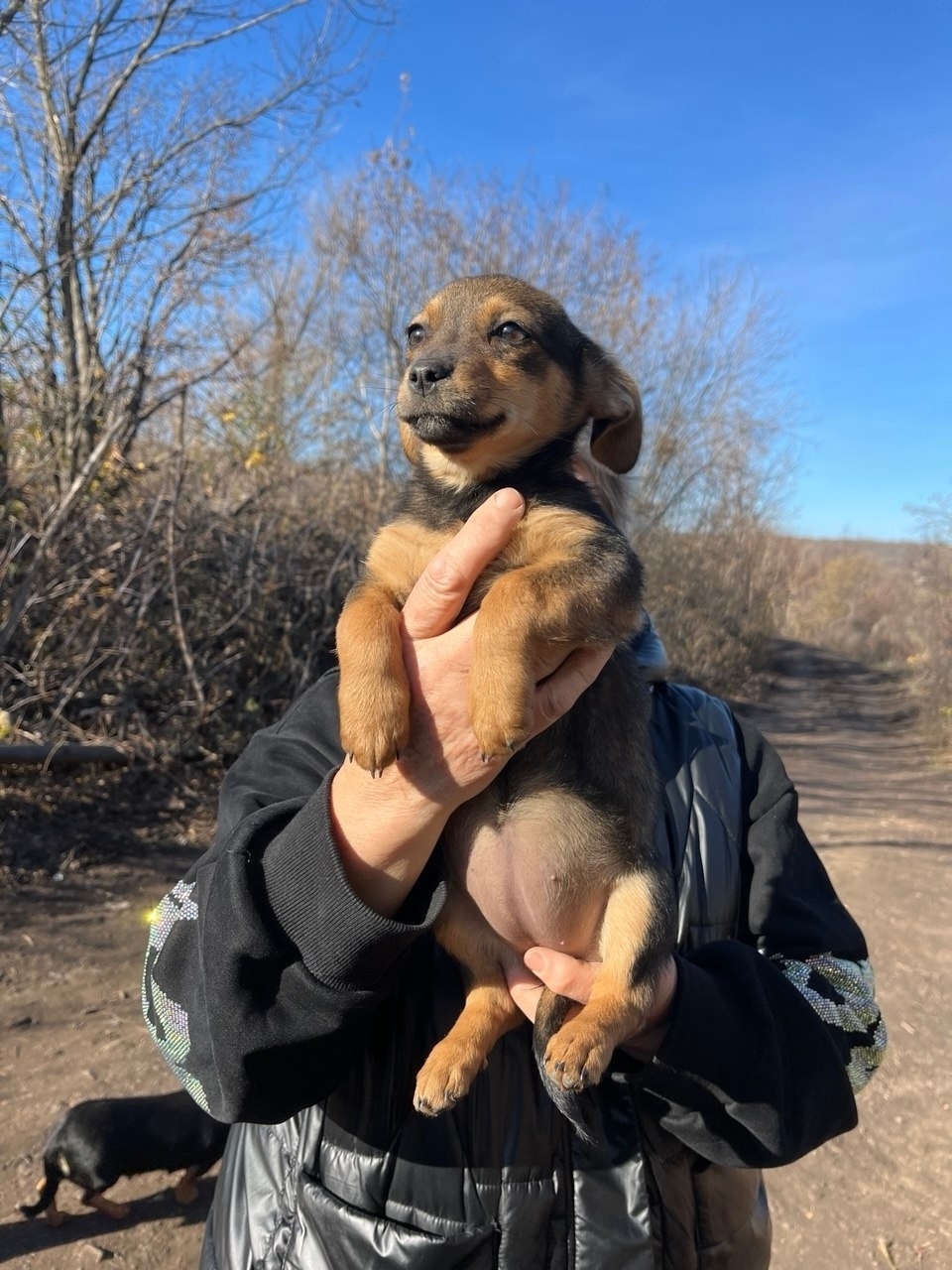 Найдена собака в Электростали — фото объявления