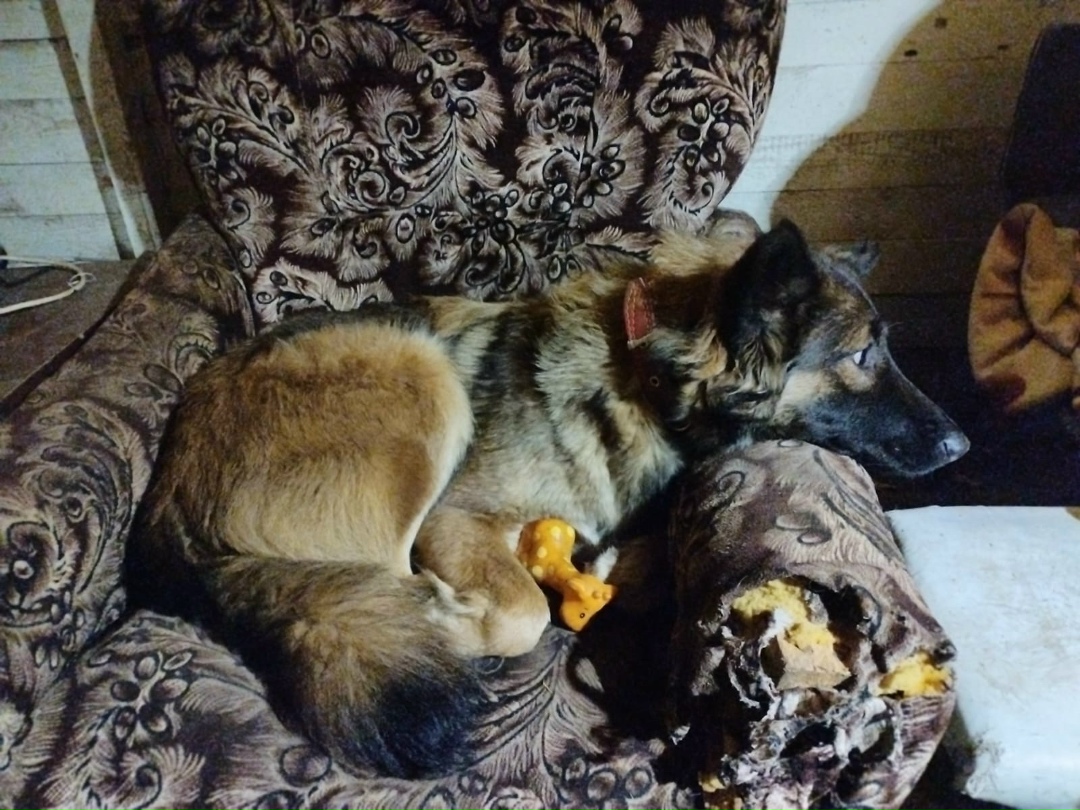 Пропала собака в Электростали — фото объявления