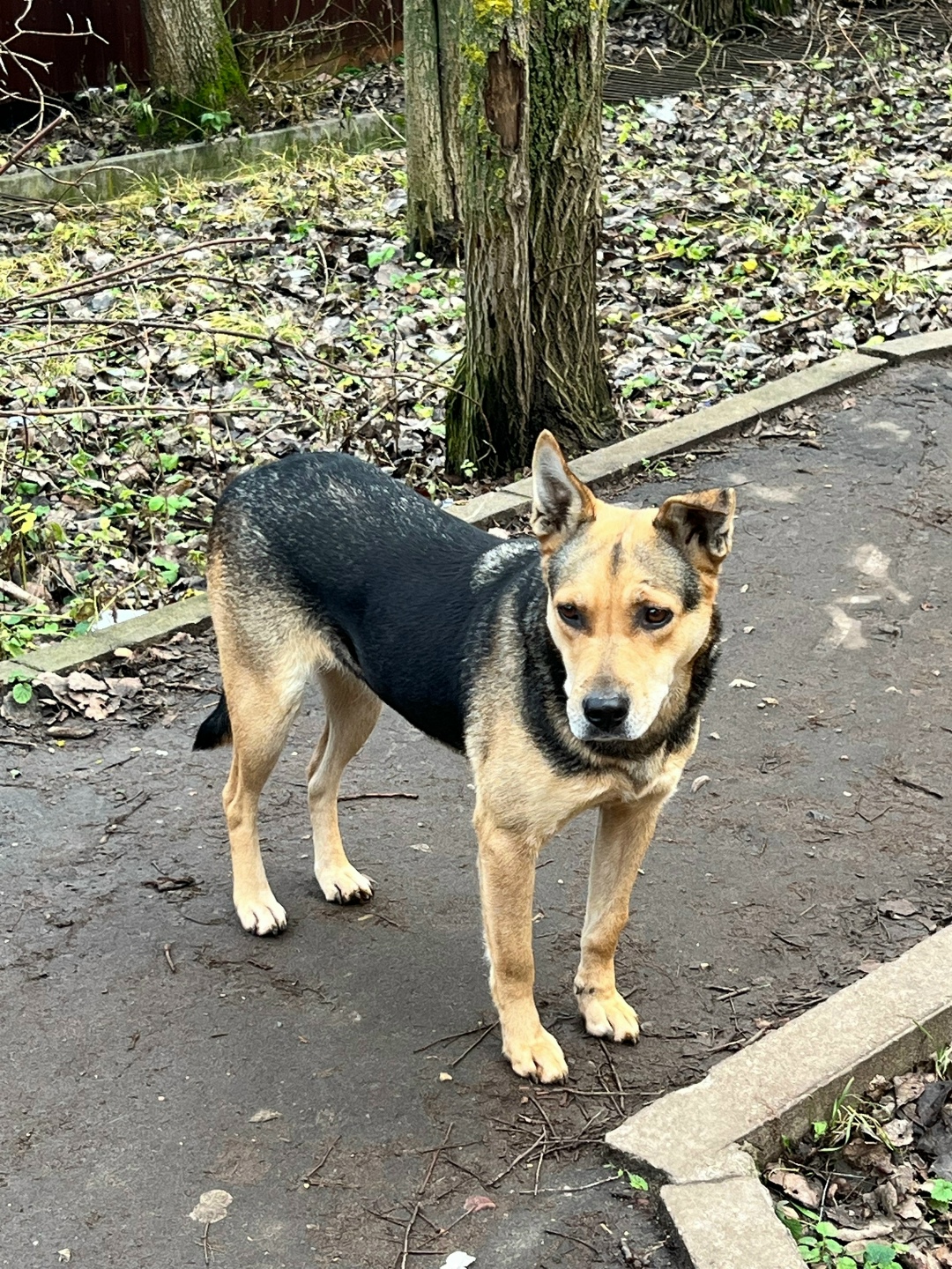 Пропала собака в Электростали — фото объявления