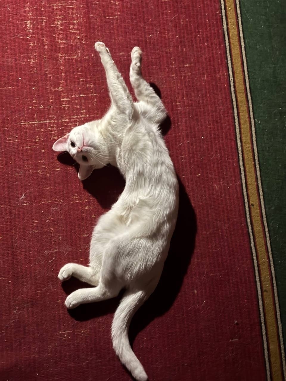 Пропала кошка в Электростали — фото объявления