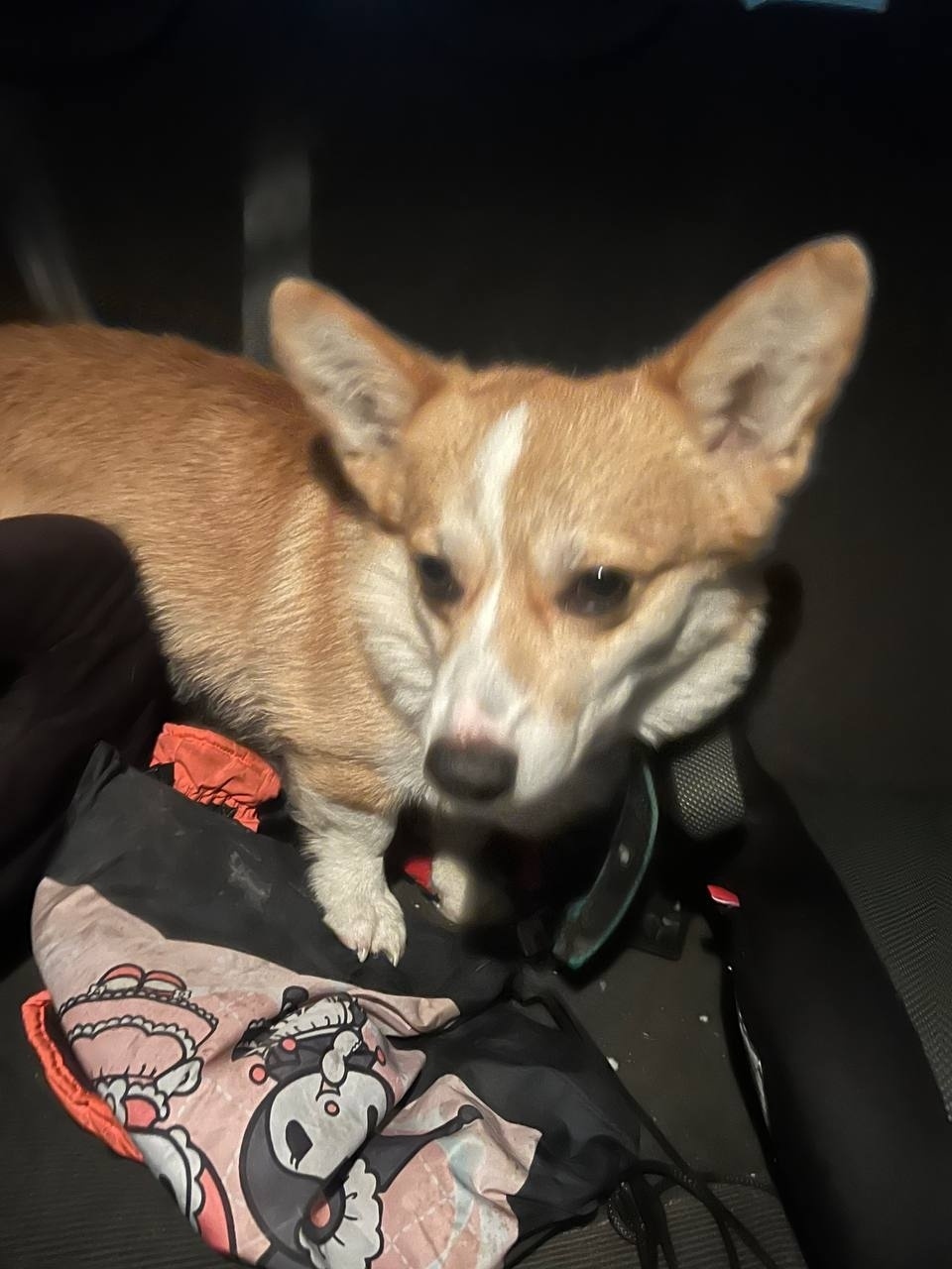 Найдена собака в Электростали — фото объявления