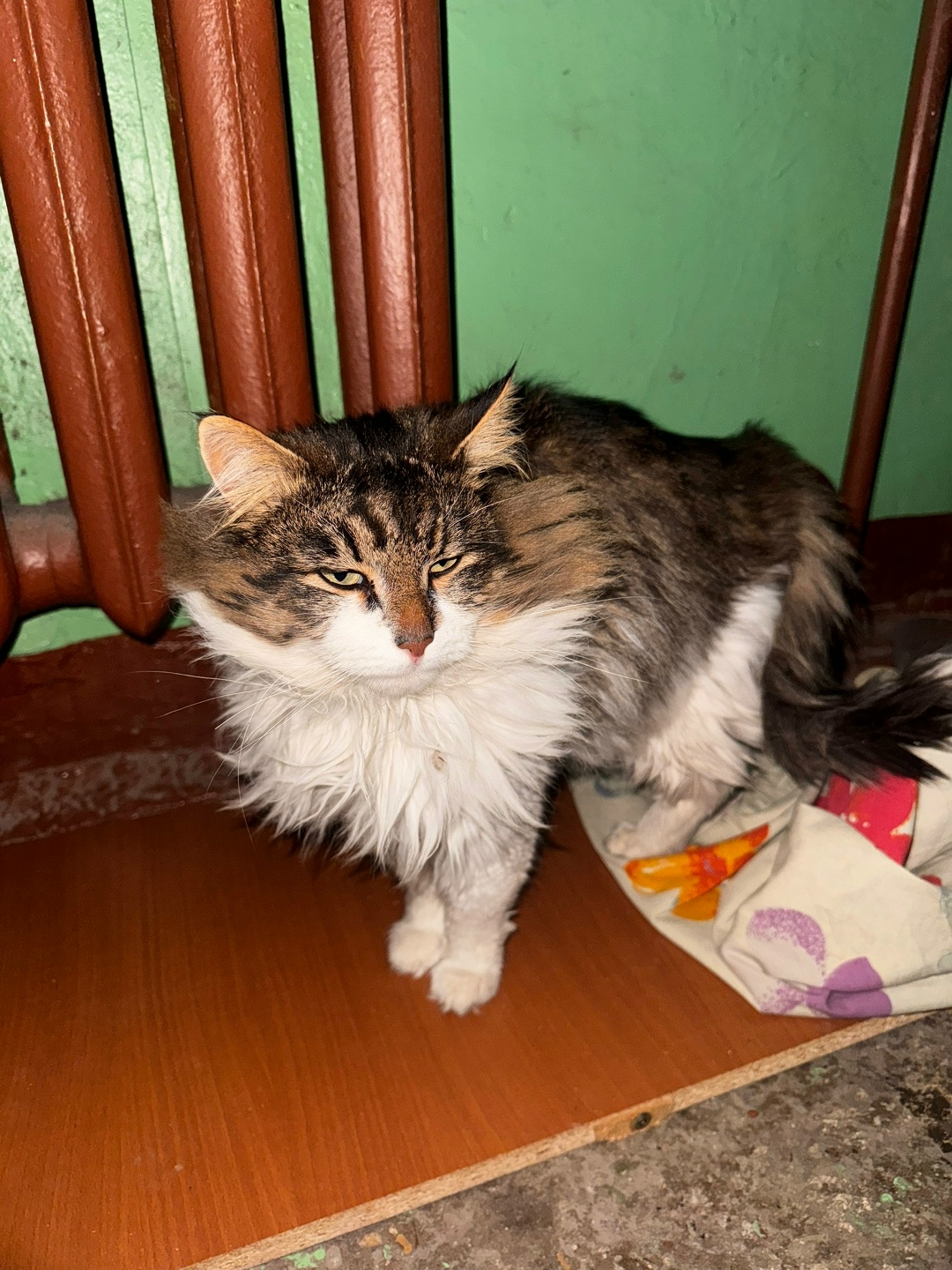 Найдена кошка в Электростали — фото объявления