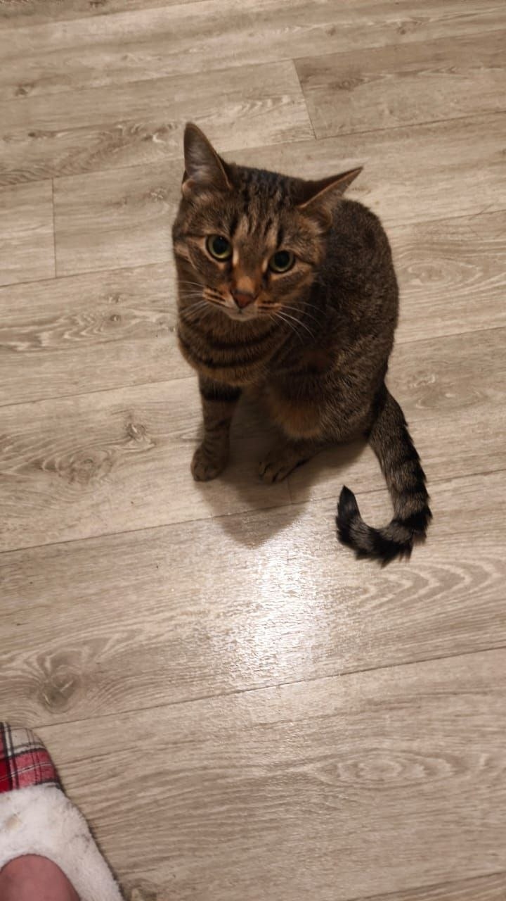 Пропала кошка в Электростали — фото объявления