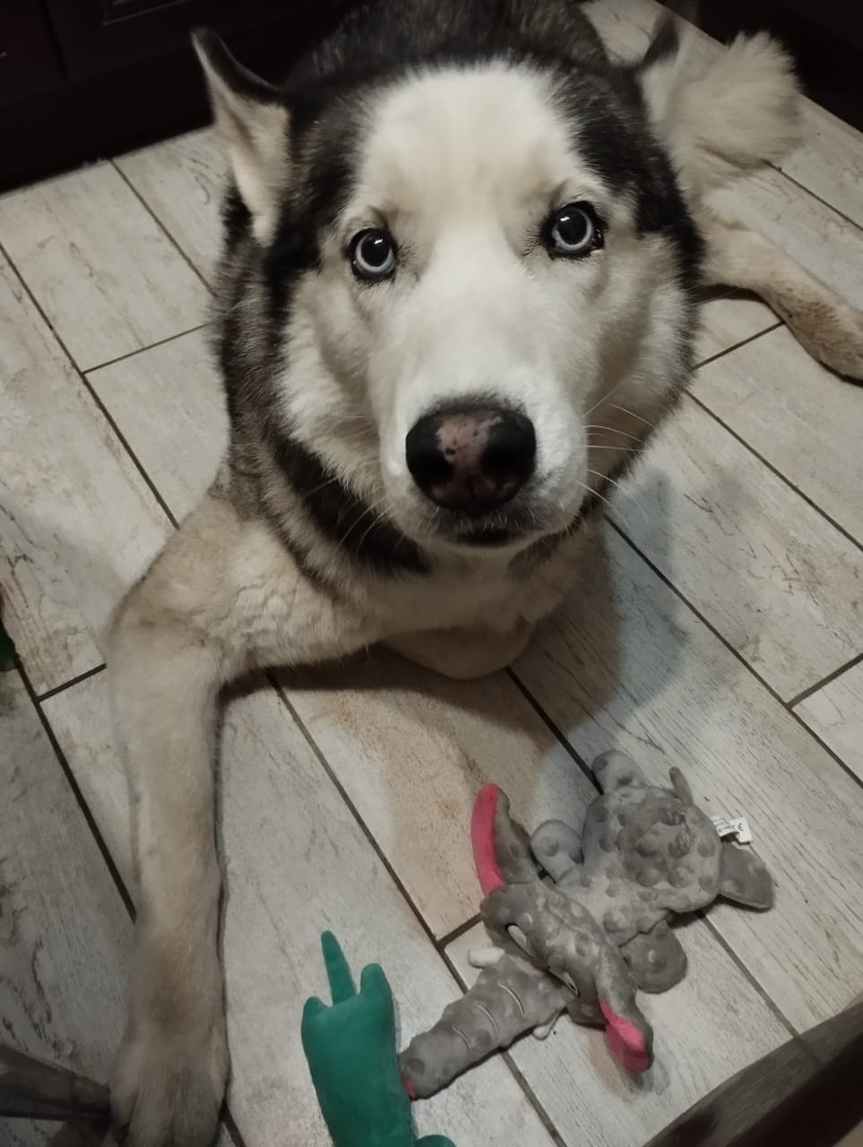 Пропала собака в Электростали — фото объявления