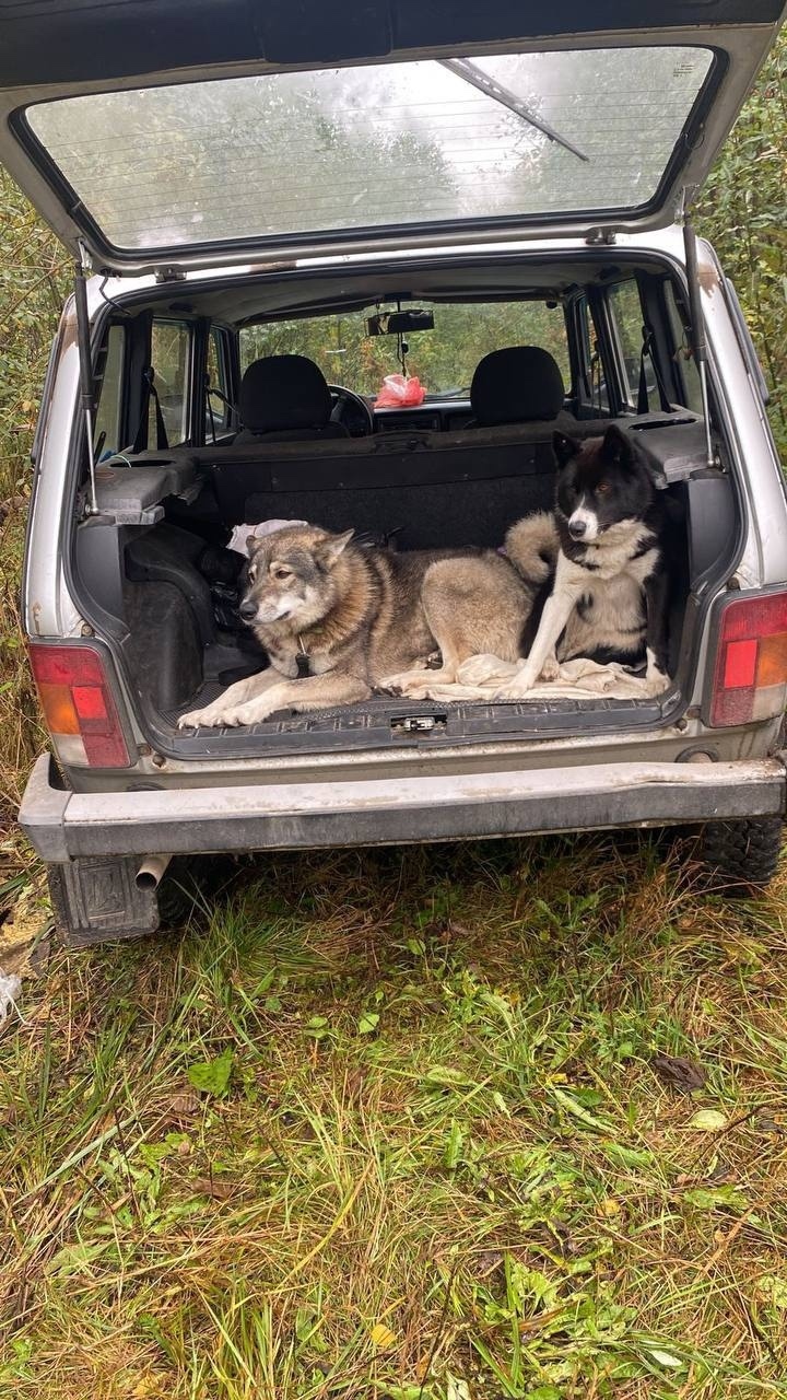 Пропала собака в Электростали — фото объявления