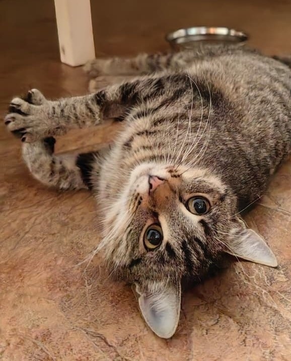 Найдена кошка в Электростали — фото объявления