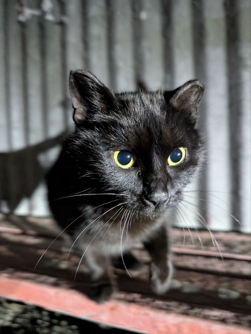 Найдена кошка в Электростали — фото объявления