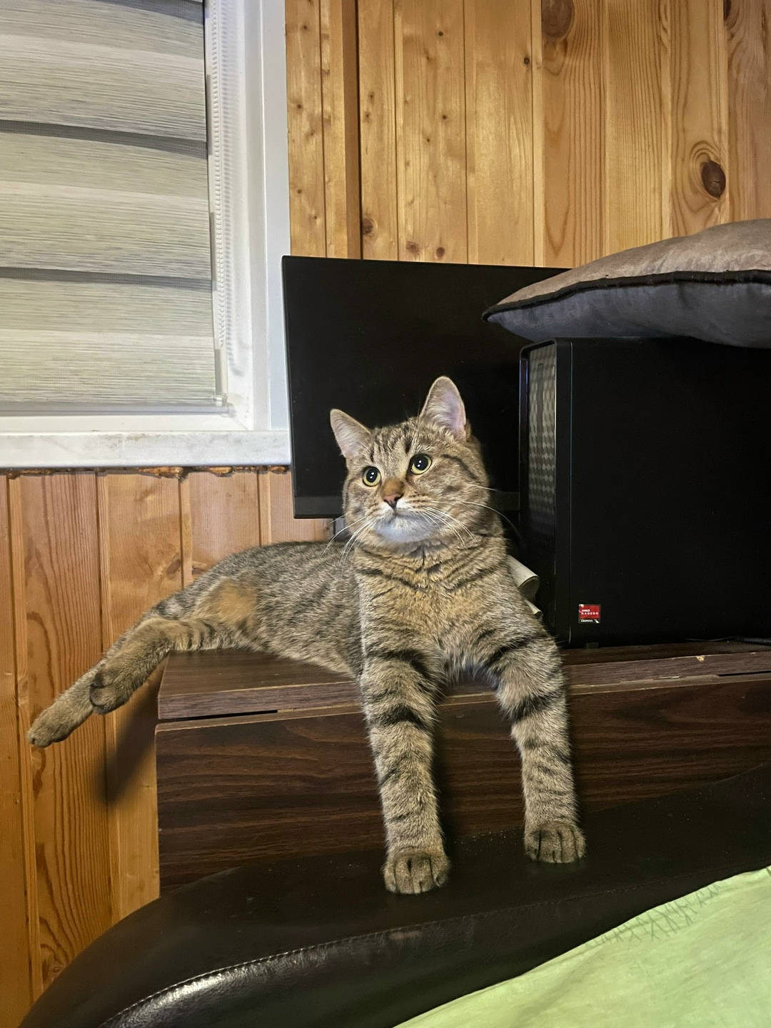 Пропала кошка в Электростали — фото объявления