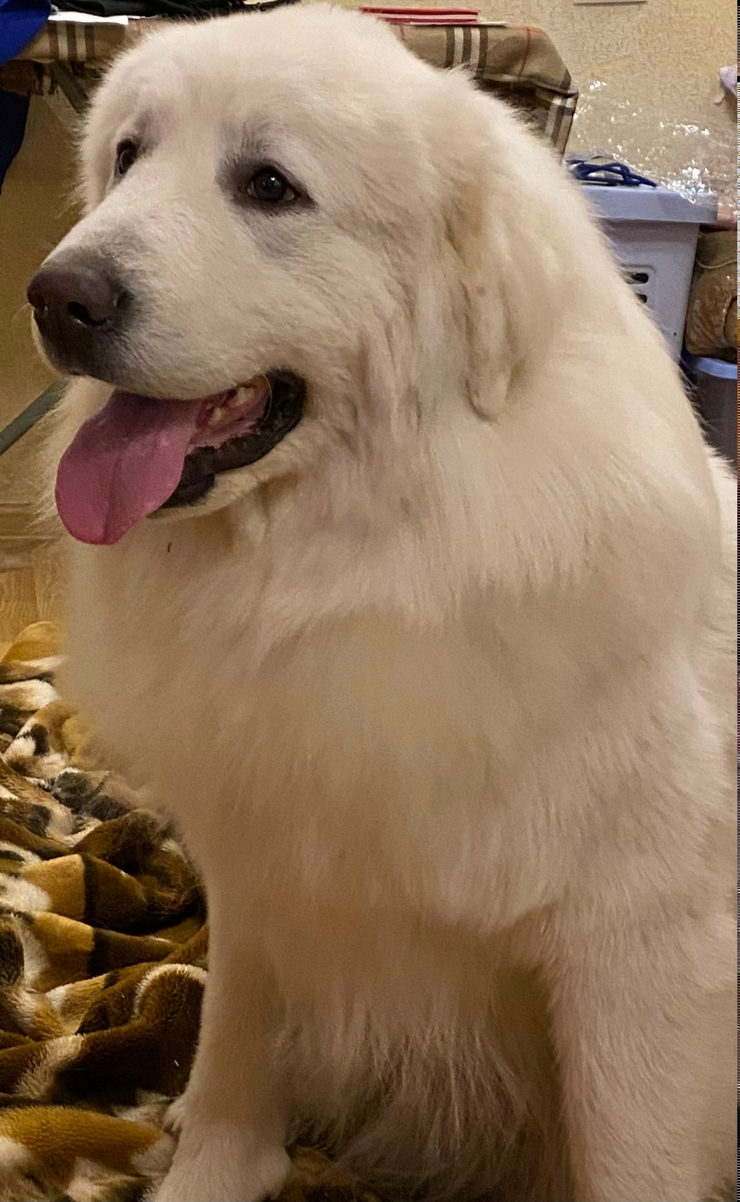 Пропала собака в Электростали — фото объявления